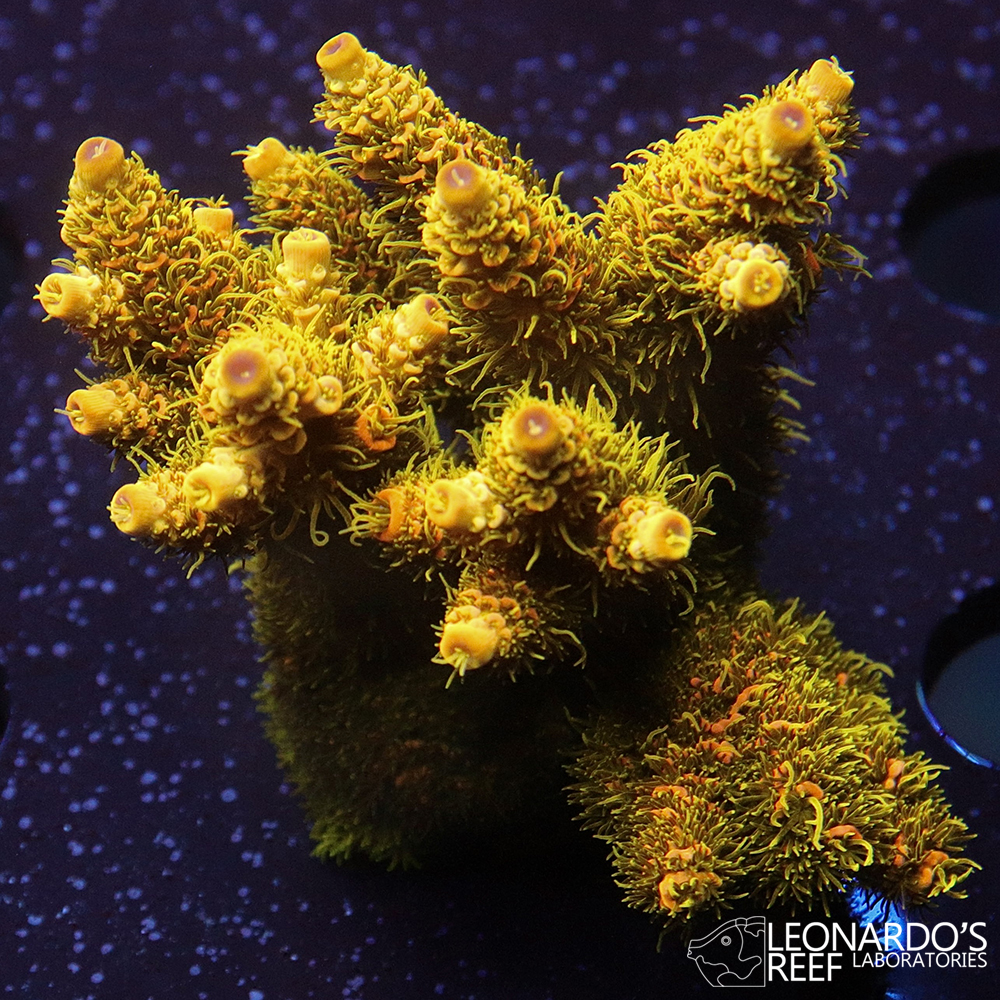 Acropora millepora - LR Copper Surfer Millepora – Leonardo's Reef ...