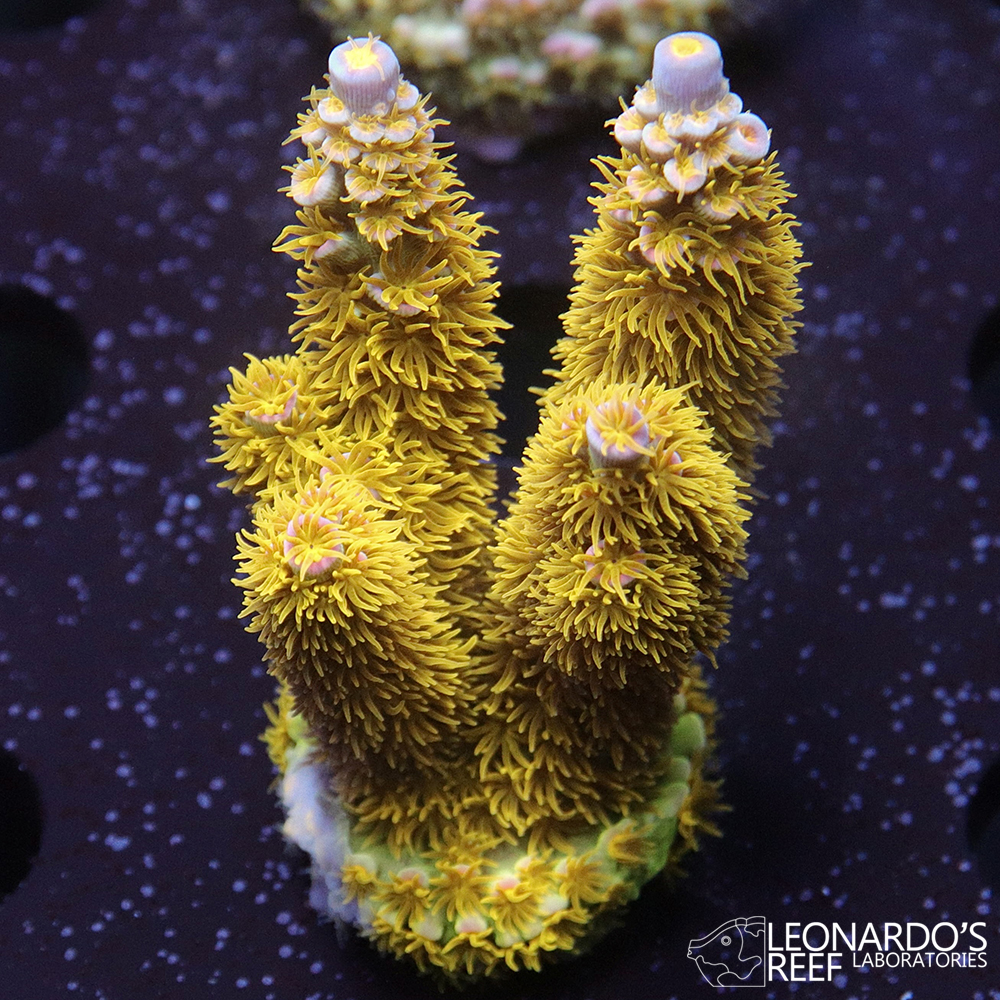 Acropora tenuis (bifaria) - LR Dalt Wisney Tenuis L – Leonardo's Reef ...