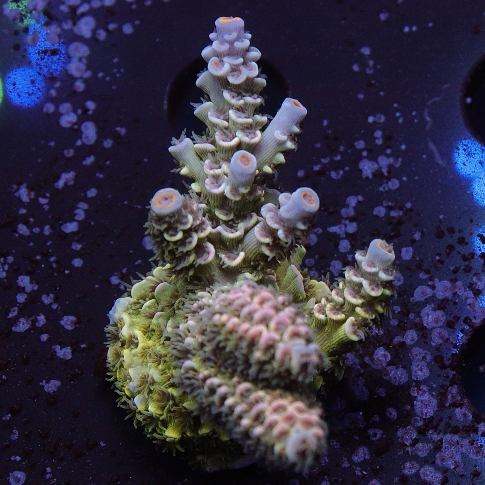 Acropora tenuis (bifaria) - LR Sky Chase Tenuis – Leonardo's Reef ...
