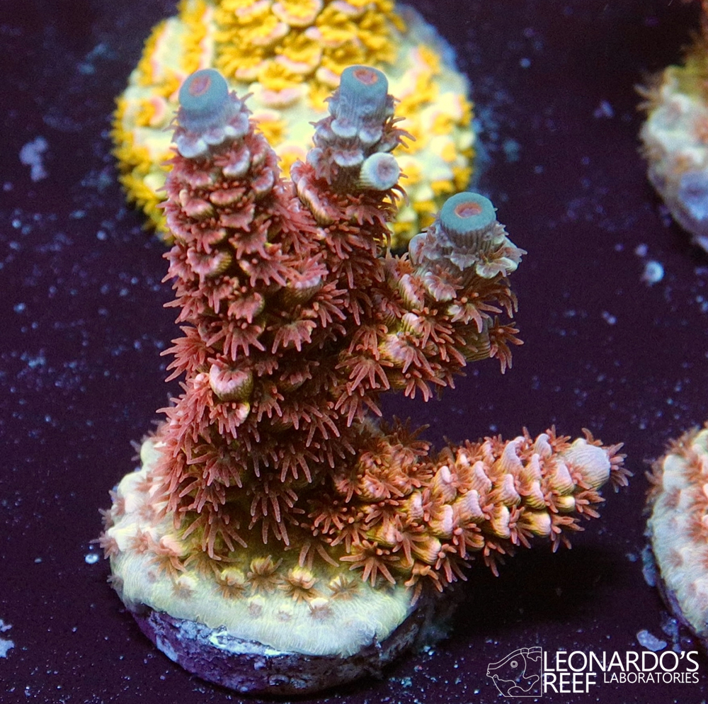 Acropora tenuis - LR Pink Highlighter Tenuis – Leonardo's Reef Laboratories