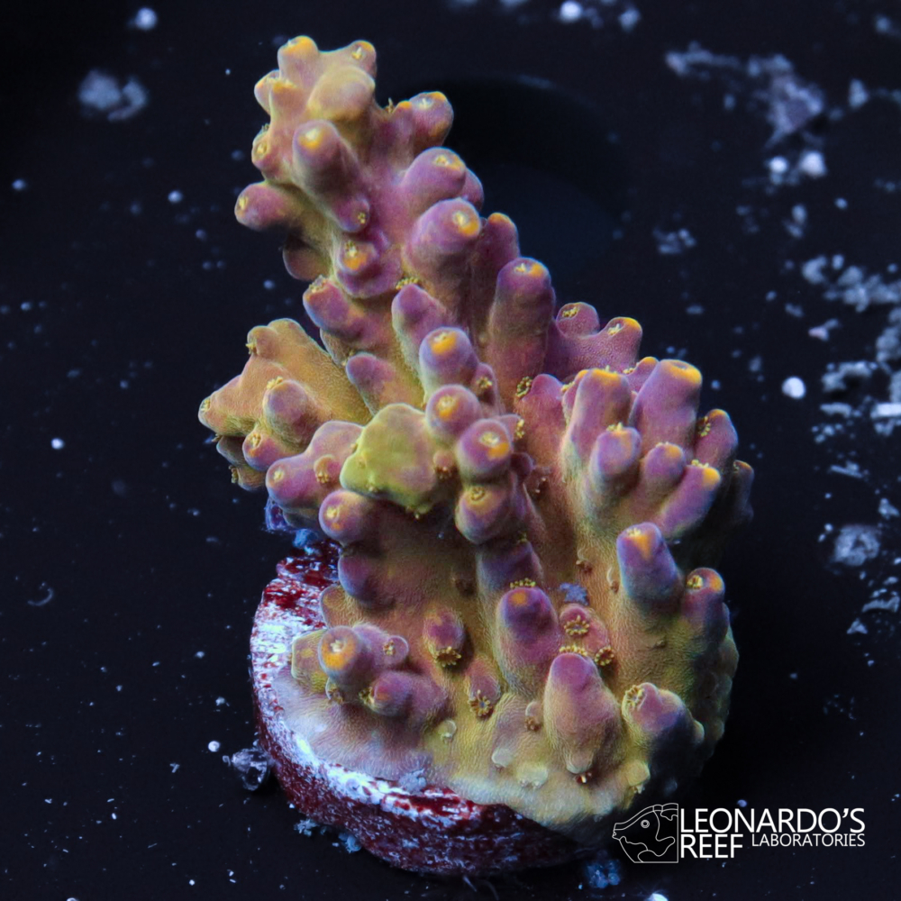 Acropora latistella - LR Rainbow Latistella – Leonardo's Reef Laboratories
