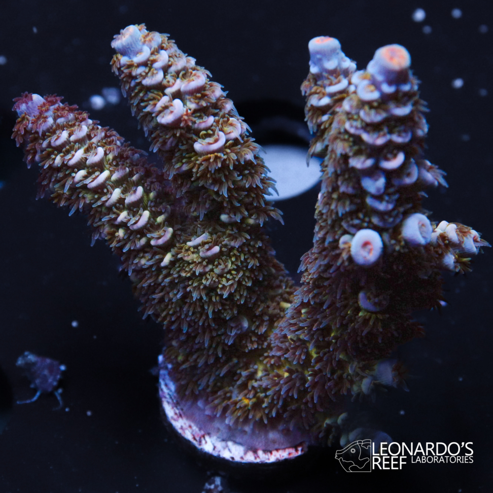 Acropora tenuis - LR Malay Gold Tenuis – Leonardo's Reef Laboratories