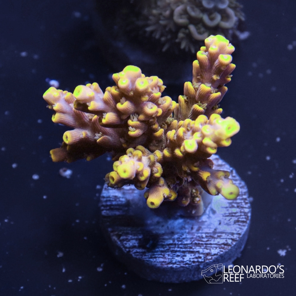 Acropora sp. - LR Lizard Island Acropora – Leonardo's Reef Laboratories