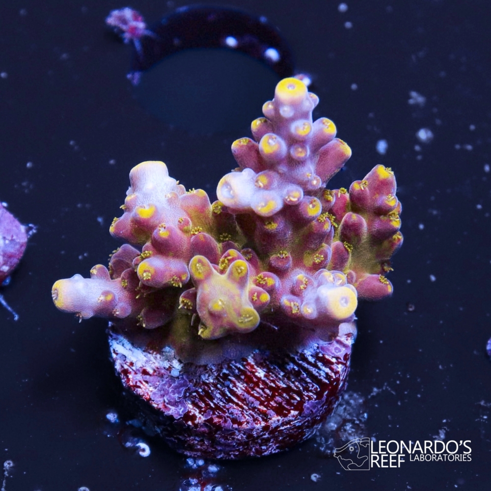 Acropora sp. – LR RMF Candyland Acropora – Leonardo's Reef Laboratories