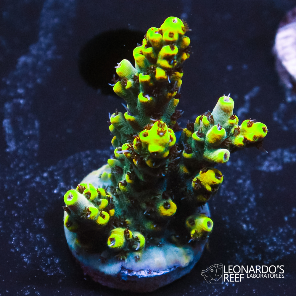 Acropora sp. - LR Wolverine Acropora V2 – Leonardo's Reef Laboratories