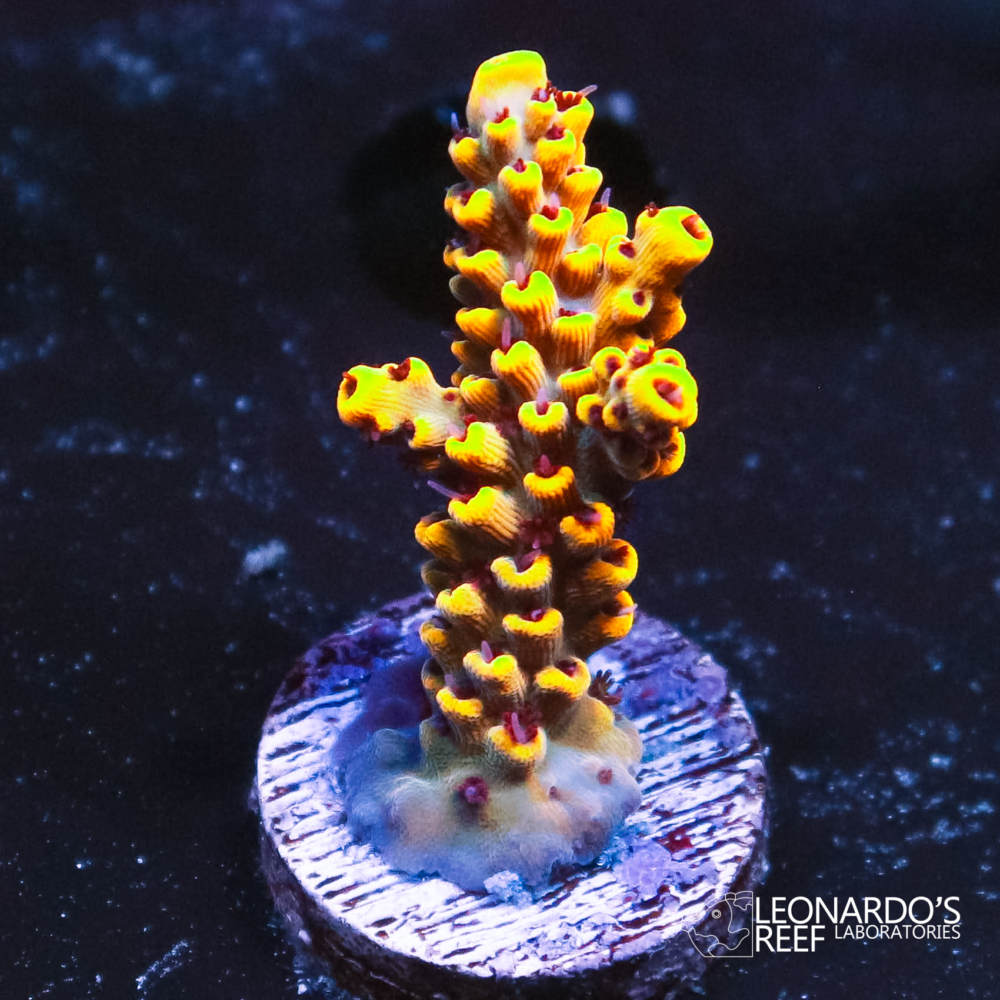 Acropora sp. - LR Pikachu Acropora – Leonardo's Reef Laboratories
