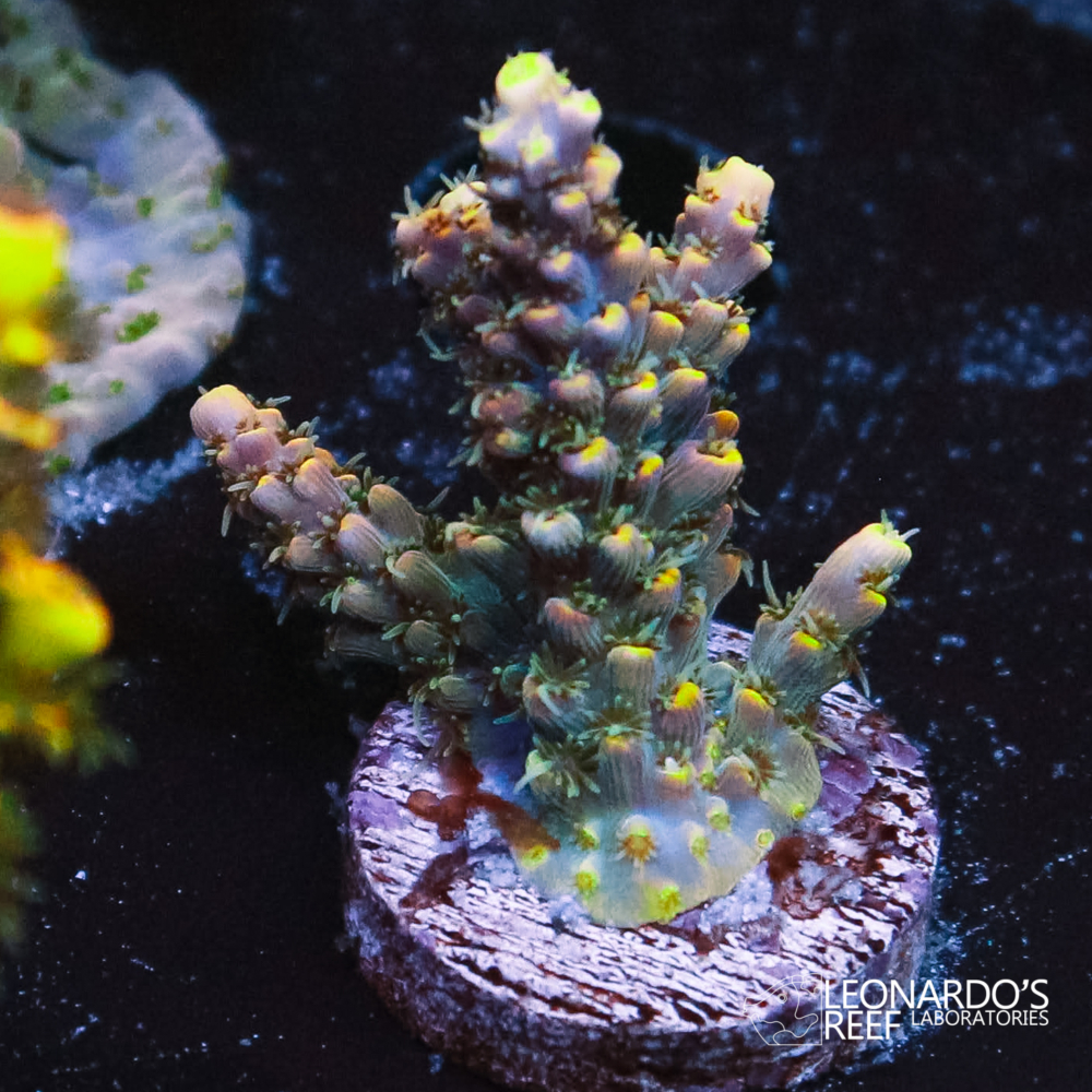 Acropora sp - LR Proteus Acropora – Leonardo's Reef Laboratories