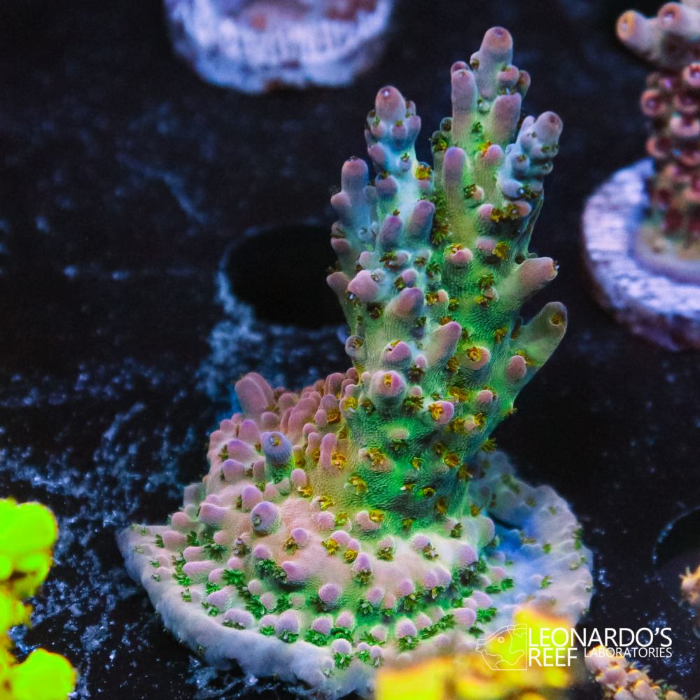 Acropora microclados - LR Mint Chip Shortcake – Leonardo's Reef ...