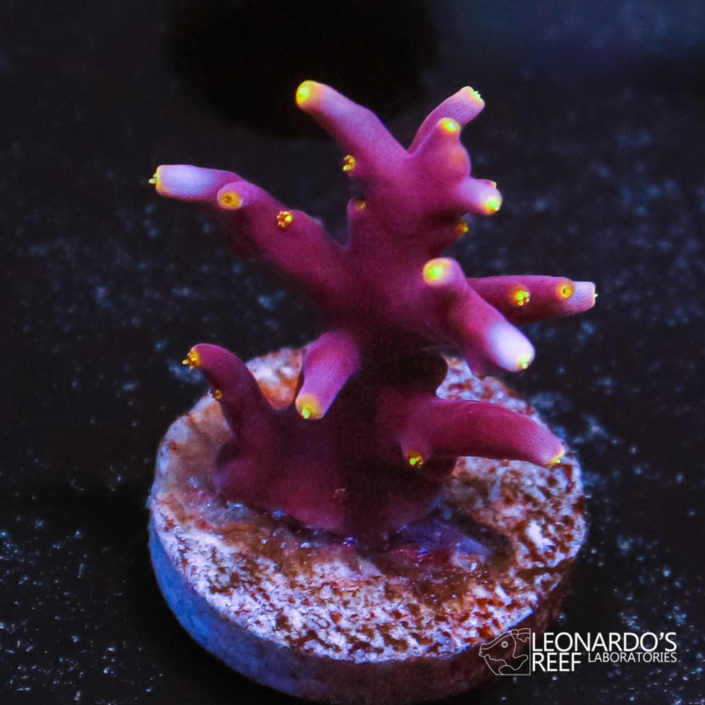 Acropora turaki – LR Little Red Ferrari – Leonardo's Reef Laboratories