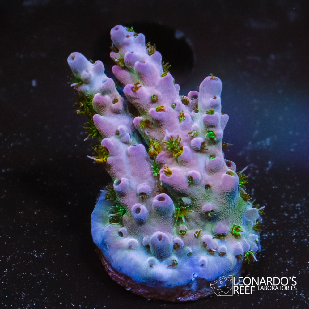 Acropora latistella – LR Desert Flower Latistella – Leonardo's Reef ...