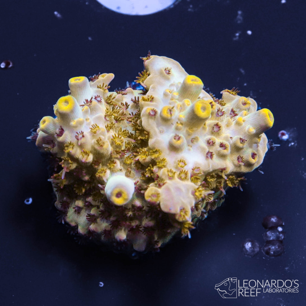 Acropora latistella - Hayfever Acropora – Leonardo's Reef Laboratories
