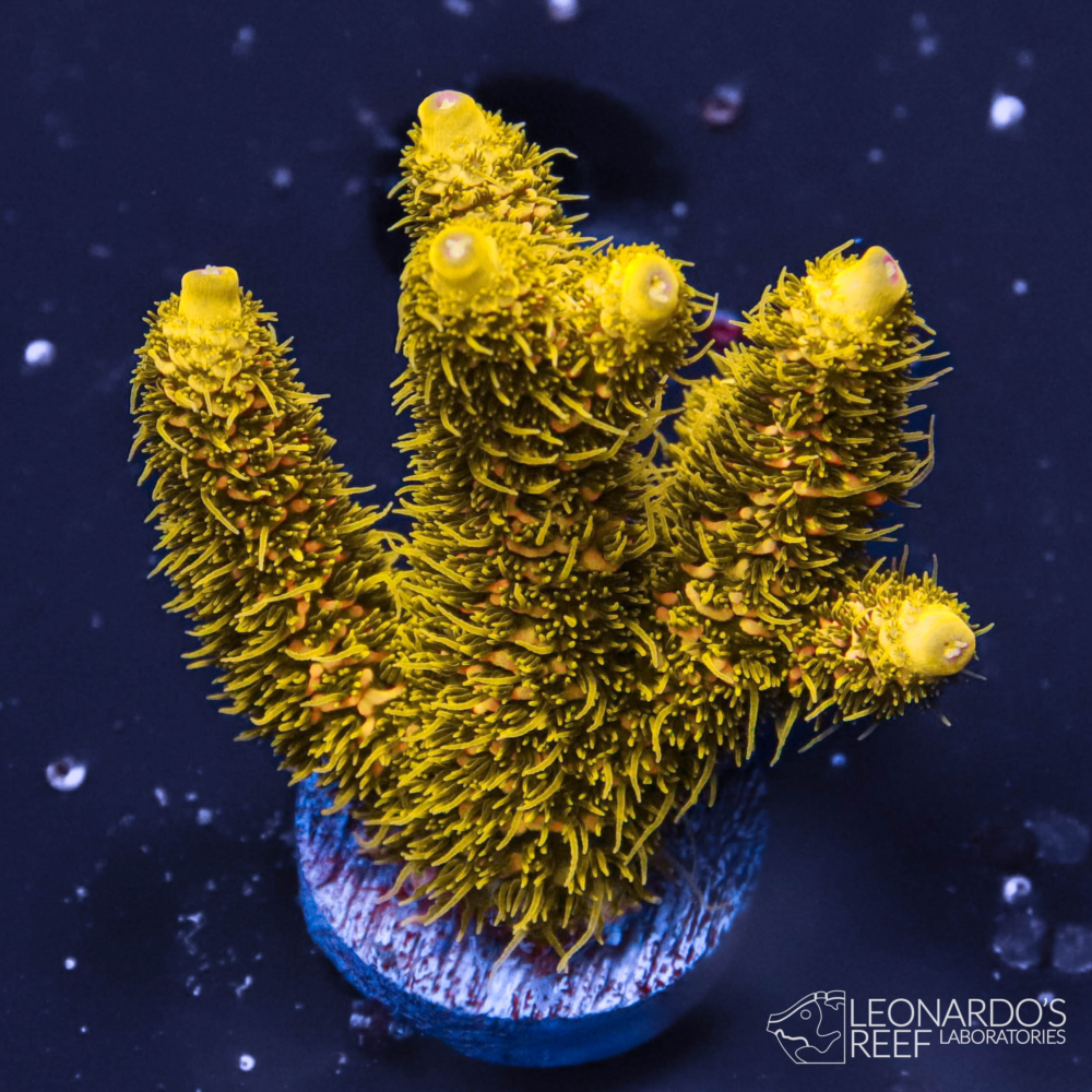 Acropora millepora - LR Copper Surfer Millepora – Leonardo's Reef ...