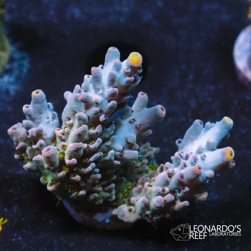 Acropora microclados - LR Flying Fortress Acropora – Leonardo's Reef ...