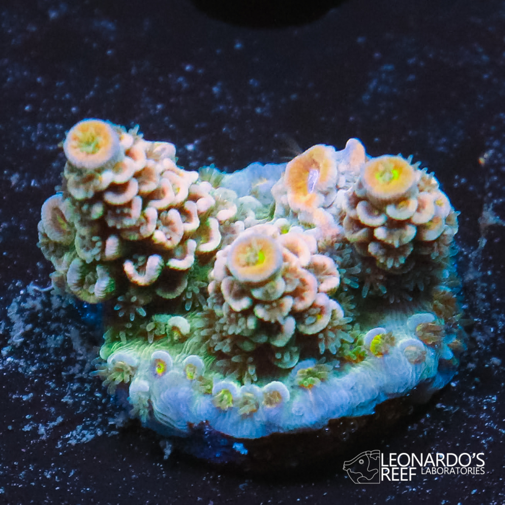Acropora tenuis - LR Tangerine Dreams Tenuis – Leonardo's Reef Laboratories