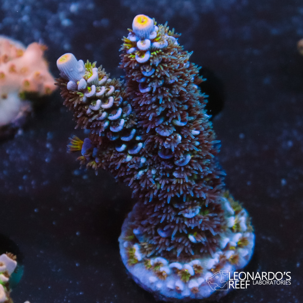 Acropora tenuis - LR Malay Pearl Tenuis – Leonardo's Reef Laboratories