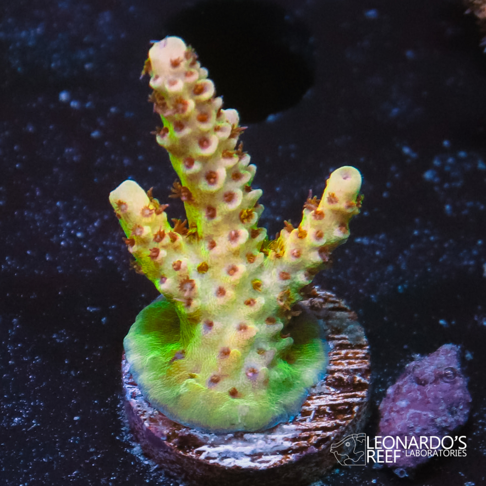 Acropora mirabilis - LR Halloween Mirabilis – Leonardo's Reef Laboratories