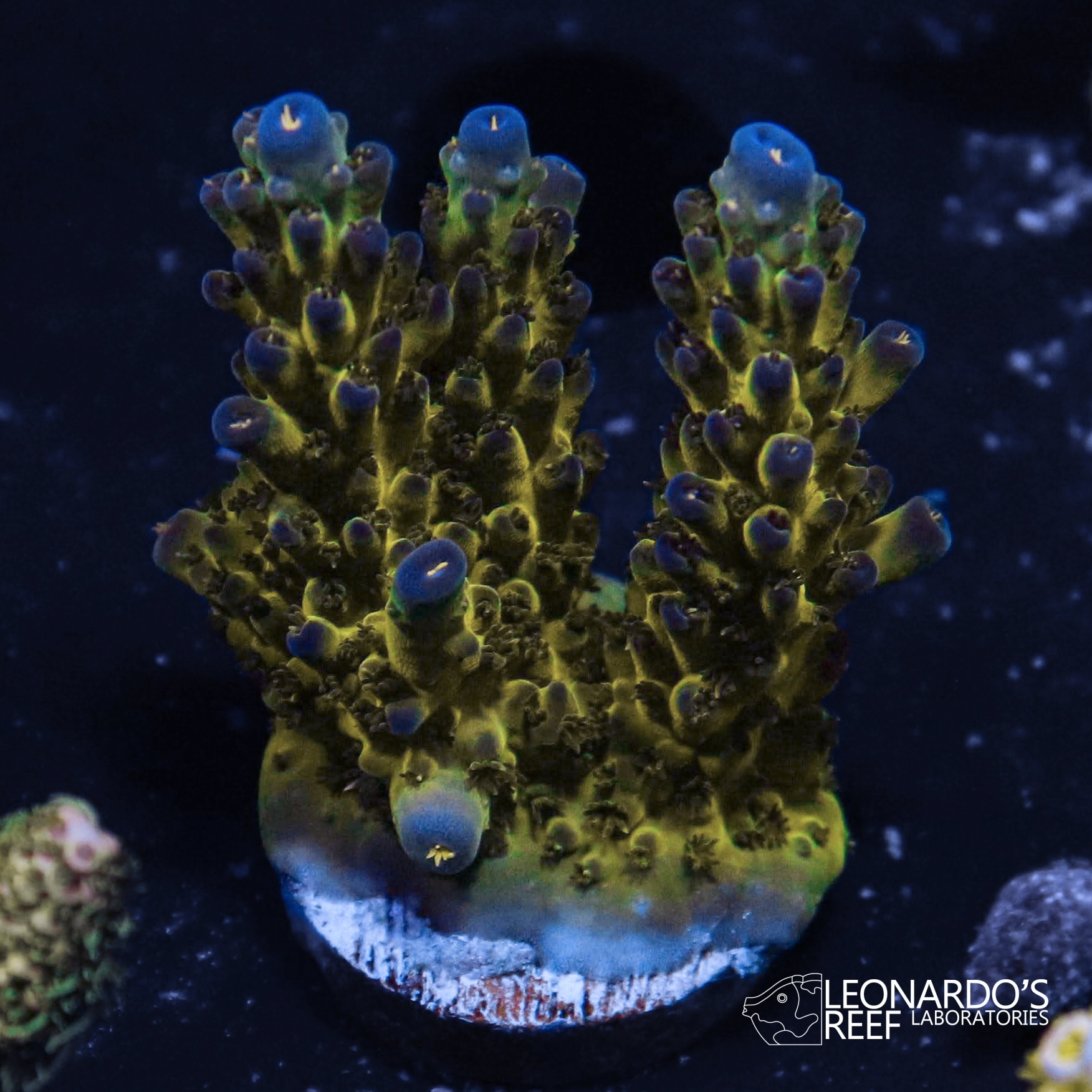Acropora sp. - LR Rainbow Sour Twist Acropora – Leonardo's Reef ...