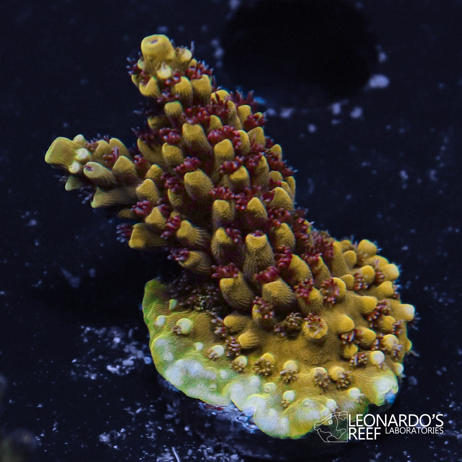 Acropora sp. - LR Gold Caddy Acropora – Leonardo's Reef Laboratories