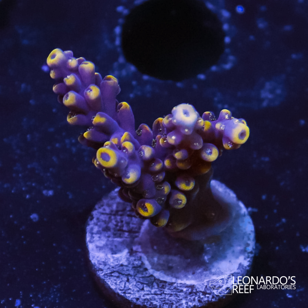 Acropora sp. - LR Bubble Blaster Acropora – Leonardo's Reef Laboratories