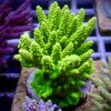 CTO Acropora sp. - LR Fukushima Stag