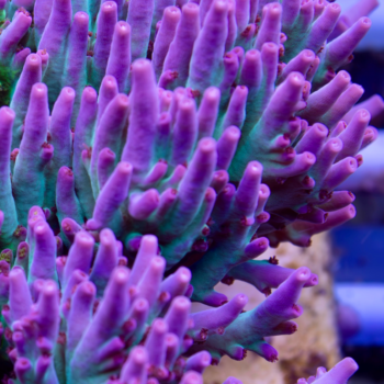 CTO Acropora sp. - LR Hyperberry Shortcake Acropora 2