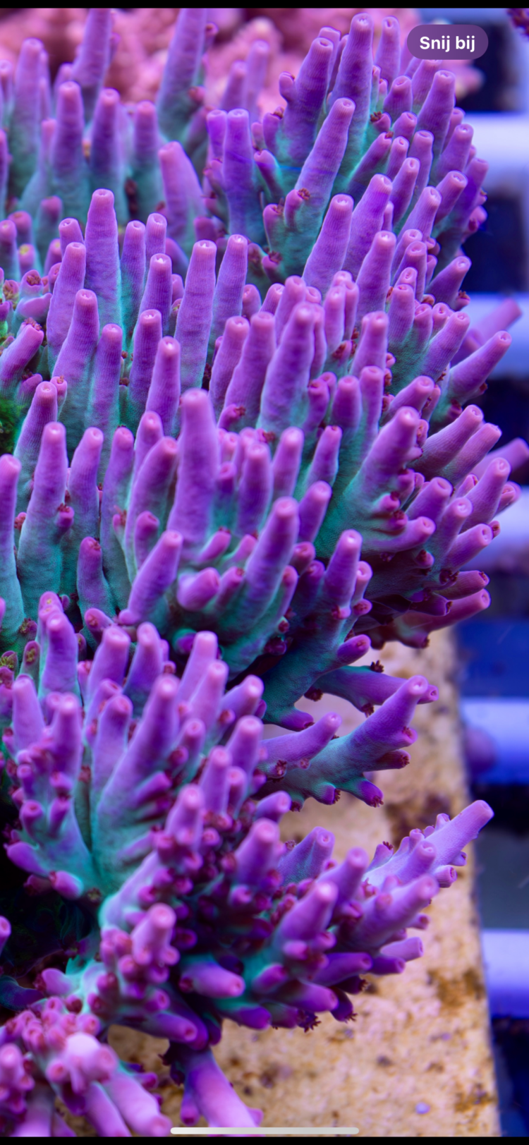 CTO Acropora sp. - LR Hyperberry Shortcake Acropora 2