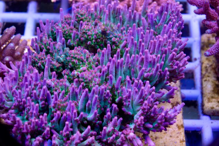 CTO Acropora sp. - LR Hyperberry Shortcake Acropora