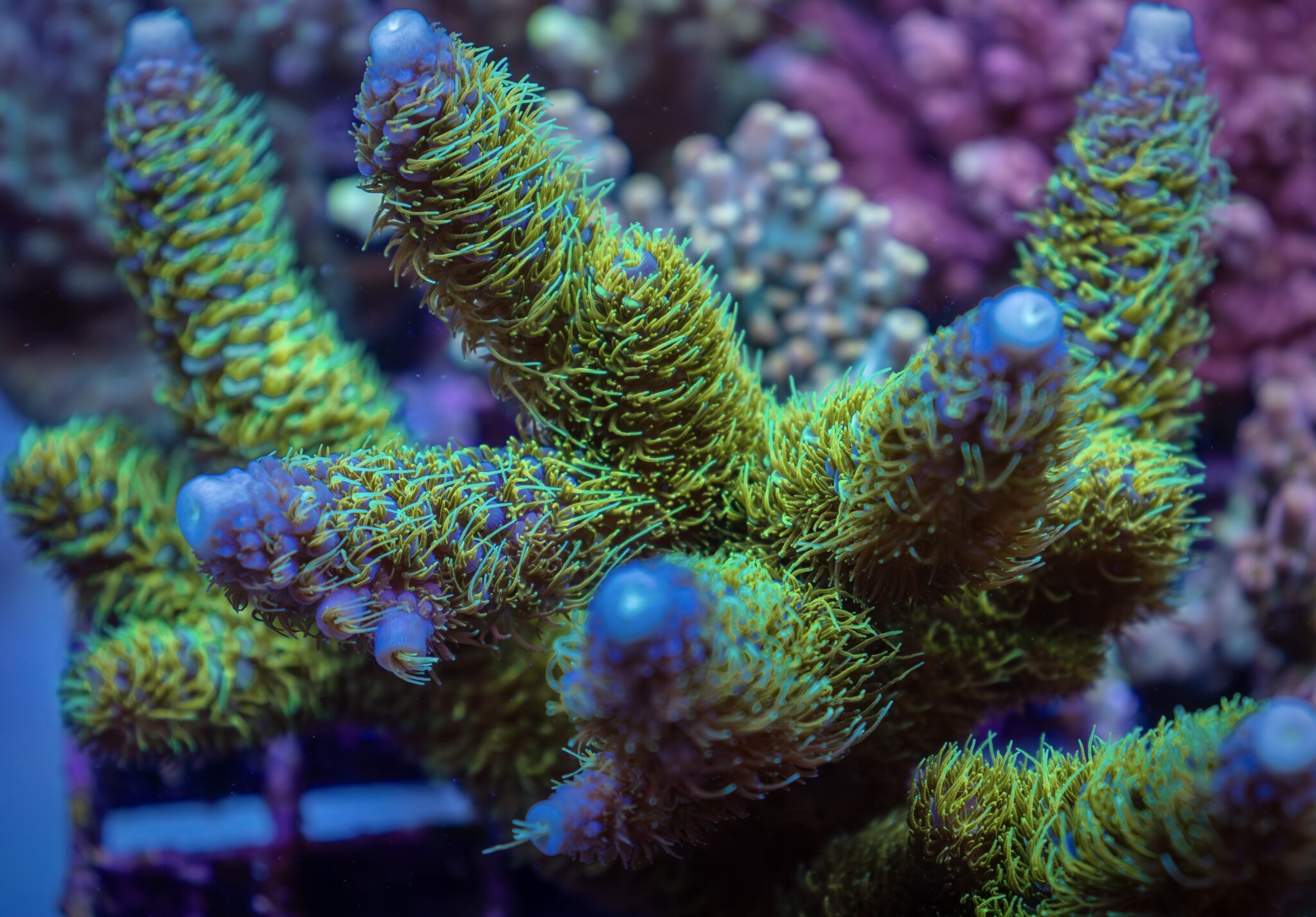 CTO Acropora Abrolhosensis - LR Iceman Abrolhosensis – Leonardo's Reef ...