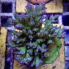 Rainbow Sour Twist Acropora