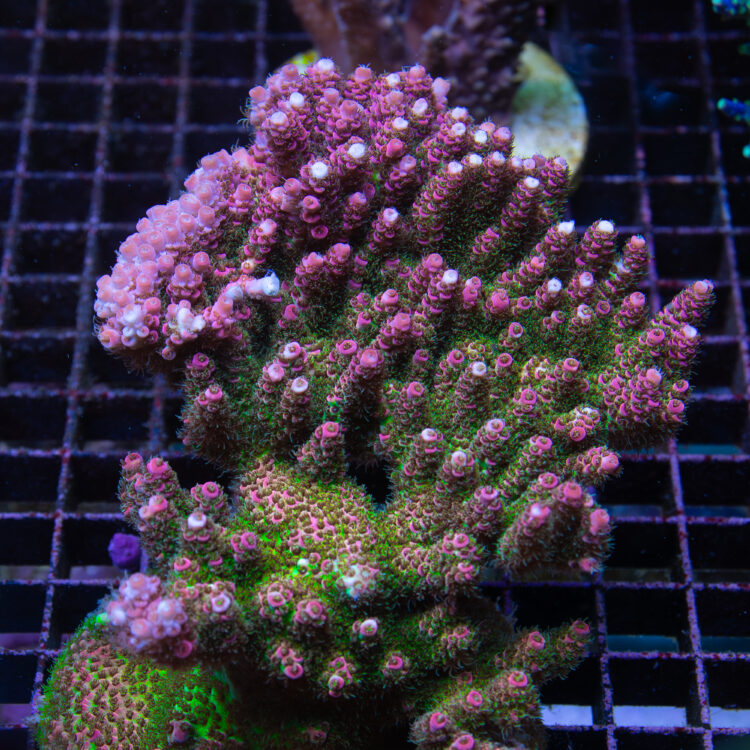 Red planet Acropora hyacinthus