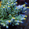 Yellow-tip-tort-acropora