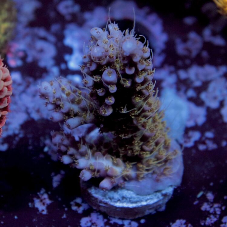 Acropora sp. - LR Rainbow Confetti Acropora