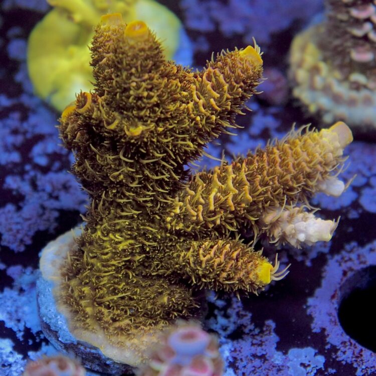 Acropora millepora - LR Solar Flare Millepora