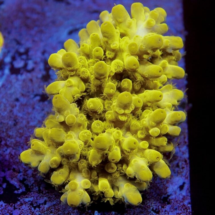 Acropora austera - LR Poison Frog Acropora