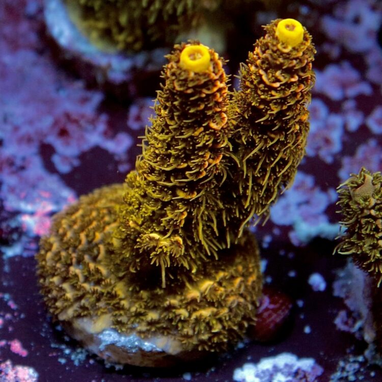 Acropora millepora - LR Solar Flare Millepora