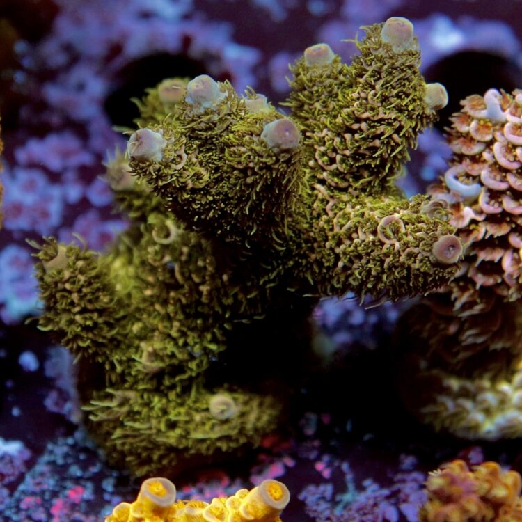 Acropora millepora - LR Black Forest Millepora