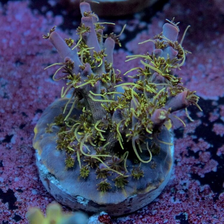 Acropora sp. - LR OG Confetti Acropora