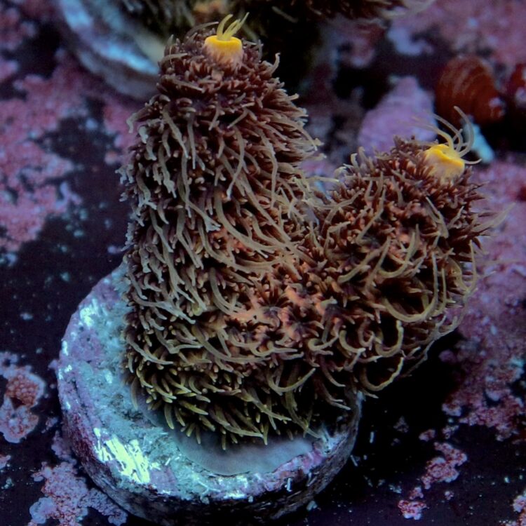 Acropora millepora - LR Raspberry Milkshake Millepora