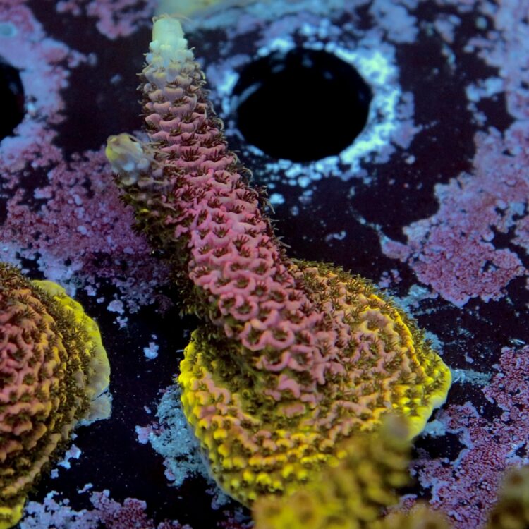 Acropora millepora - LR ASD Millepora