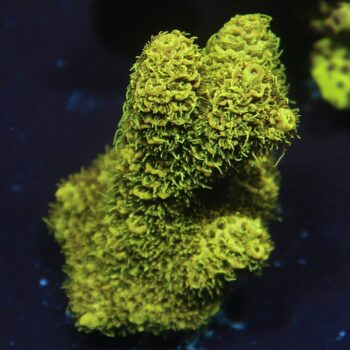 Acropora millepora - LR Solar Flare Millepora