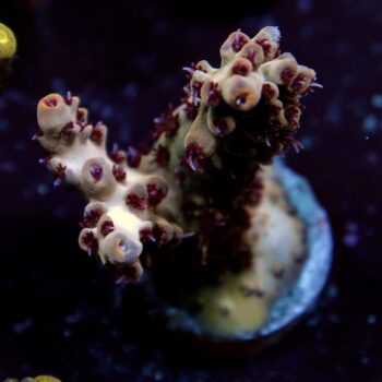 Acropora sp. - LR Fruitella Acrpora