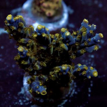 Acropora sp. - LR Cobalt River Acropora