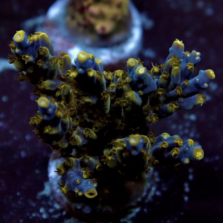 Acropora sp. - LR Cobalt River Acropora