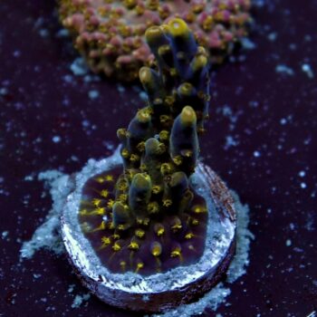 Acropora sp. - LR Cobalt River Acropora