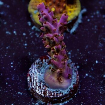 Acropora sp. - LR Pink Devil Acropora