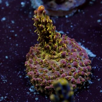 Acropora sp. - LR OG Confetti Acropora