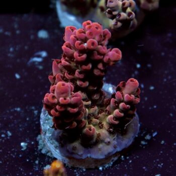 Acropora sp. - LR Red Selago Acropora