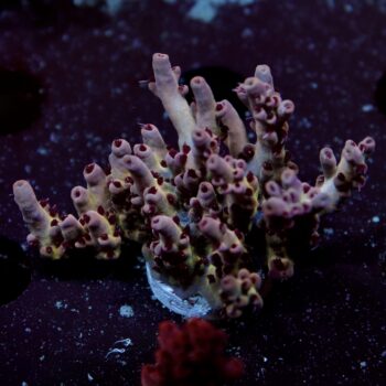 Acropora sp. - LR Fruitella Acropora
