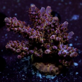 Acropora sp. - LR Pink Devil Acropora