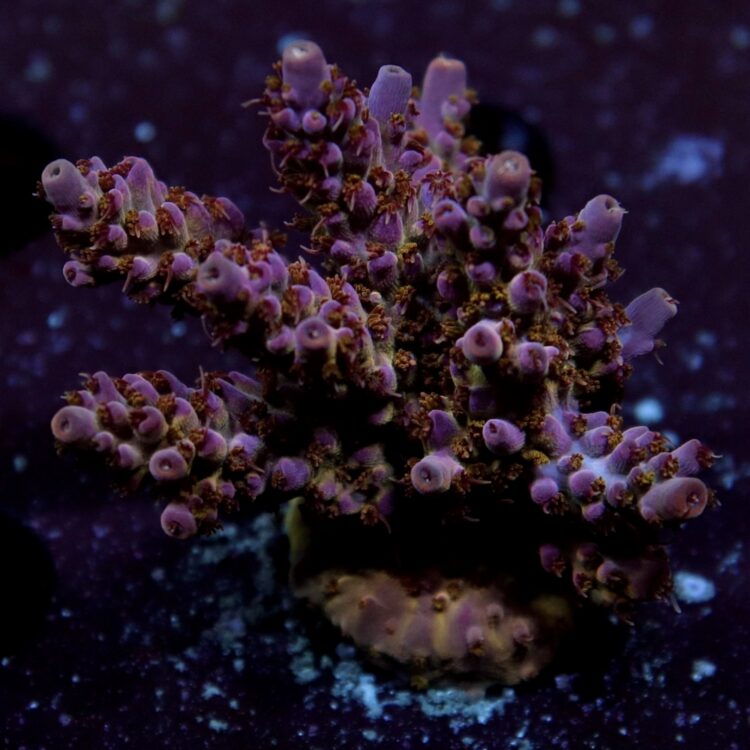 Acropora sp. - LR Pink Devil Acropora